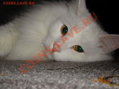 ФОТО - просто фото. Те что получились удачными. - getImage (16)