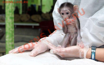Вопросом на вопрос! - these_funny_animals_950_640_08