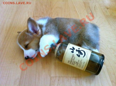 Вопросом на вопрос! - these_funny_animals_950_640_21
