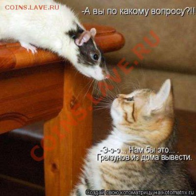 Крысы и мыши. Как победить в войне с грызунами? - i-7