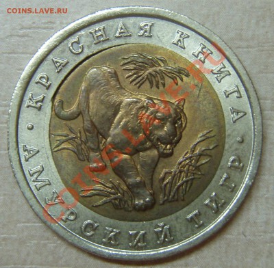 КК Амурский тигр - P2086921.JPG