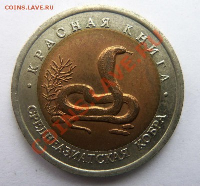КК Среднеазиатская кобра 1992 г. 18-02-2014 в 22-00 мск - 034.JPG