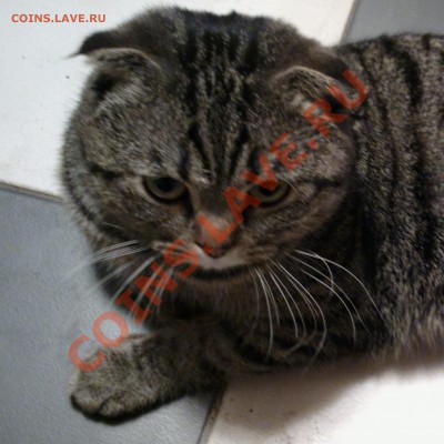 Любите ли вы кошек? - t3_cr