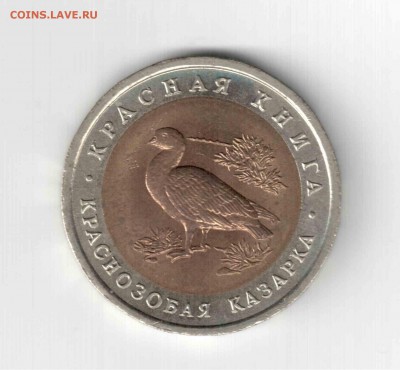 К.К. Краснозобая казарка. 92 год. - 132 (2)