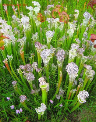 С  8  марта наших  и любимых наших женщин поздравляем! - atlanta_botanical_garden_flowers_8_marta-3