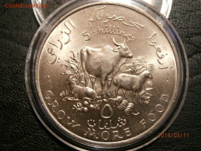 СОМАЛИ 5шиллингов ФАО 1970г. до 12.03 - P3110056.JPG