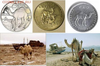 Веблюд – «корабль» пустыни. - верблюд-корабльПустыни.JPG