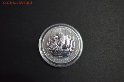 Канадские 5$, Бизон, 2013 год - DSC_0835.JPG