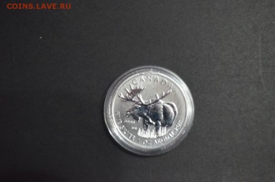 Канадские 5$, Лось, 2012 год - DSC_0843.JPG