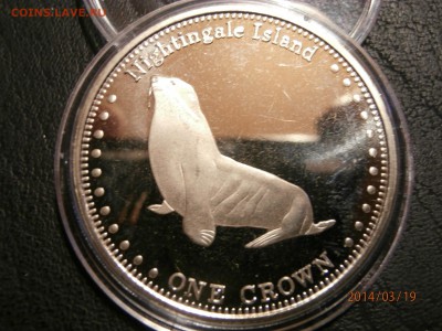 ТРИСТАН ДА КУНЬЯ 2011г. МОРСКОЙ КОТИК до 20.03 - P3190038.JPG