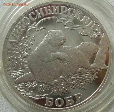 1 РУБЛЬ 2001 г. Западносибирский бобр - P1200208.JPG