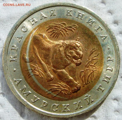 Амурский тигр интересный брак - DSC04307.JPG