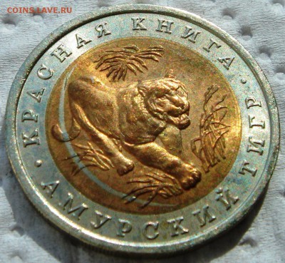 Амурский тигр интересный брак - DSC04308.JPG