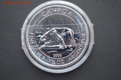 Канадские 8$, Медведь, 2013 год, 1,5 унции (46 гр) серебра - DSC_0889.JPG