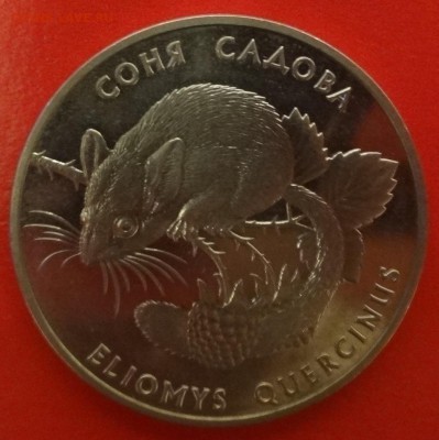 Соня садовая - DSC08558.JPG