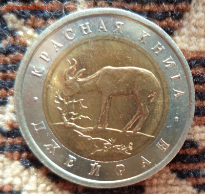 Джейран в блеске! Супер короткий! до 5.04.2014г в 21.00 по М - DSC00094.JPG