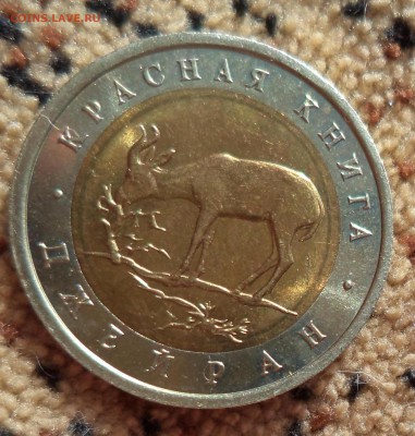 Джейран в блеске! Супер короткий! до 5.04.2014г в 21.00 по М - DSC00093.JPG