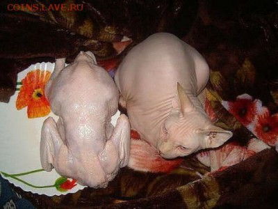 юмор - кошечка