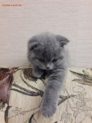 Любите ли вы кошек? - 20131221_220029