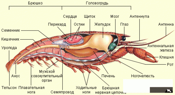Как есть раков? - 1260964487_1260857032_0_05060301