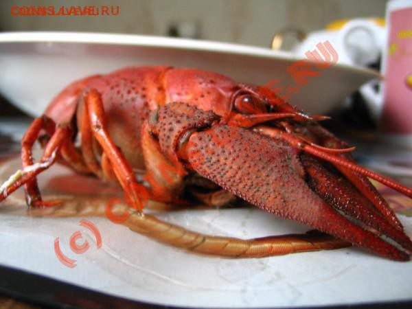 Как есть раков? - t_img_062_339_42225