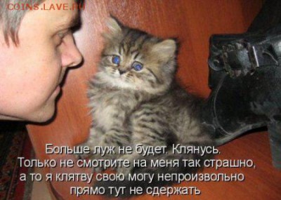 Любите ли вы кошек? - 1249891577_5