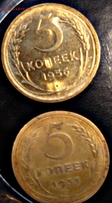 пятачки - DSC09192.JPG