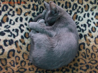 Любите ли вы кошек? - DSCN4221.JPG