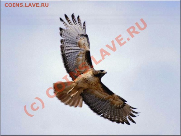 1руб2005спмд шт? - золотой орел