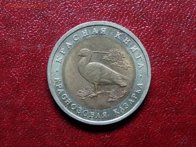 КК 10р 1992 Краснозобая казарка до 10.07 22:00 МСК - DSC04562.JPG