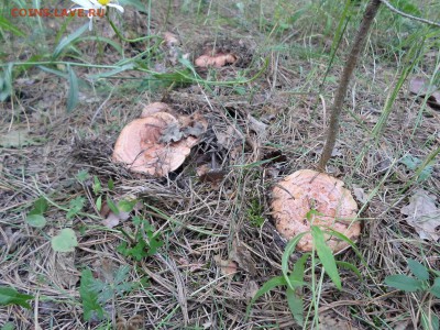 Любители "тихой охоты" есть? Все сюда :) - SAM_0138.JPG