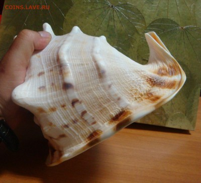 Коралл,морская звезда,раковина и две статуетки - DSC09811.JPG