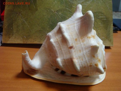 Коралл,морская звезда,раковина и две статуетки - DSC09810.JPG