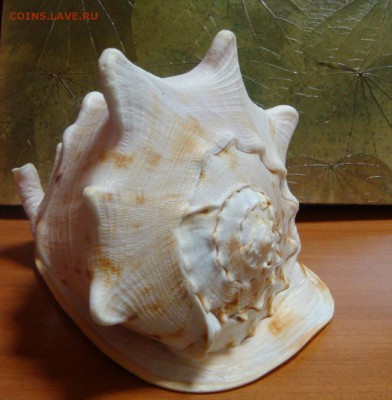 Коралл,морская звезда,раковина и две статуетки - DSC09809.JPG