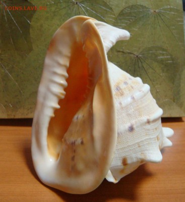 Коралл,морская звезда,раковина и две статуетки - DSC09808.JPG