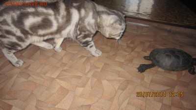 делает - прямо сейчас !!! - IMG_9445