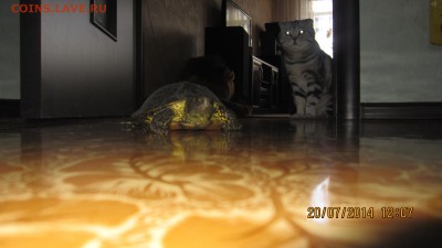 делает - прямо сейчас !!! - IMG_9456