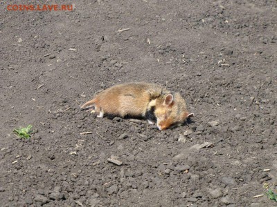 делает - прямо сейчас !!! - IMG_8181.JPG