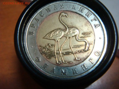 КК "Фламинго" 50 рублей .1994г  -   недолгий! ТРИ ДНЯ! - DSC09850.JPG