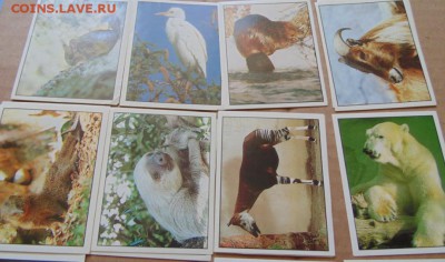 Наклейки альбомов PANINI Мир Животных,EDIS Мир живого(1996г) - 06