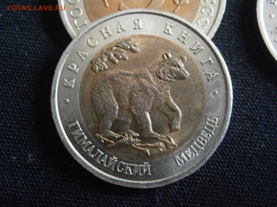 КК 1993 г. медведь до 29.07.14г в 22.00 по МСК - P7270010.JPG