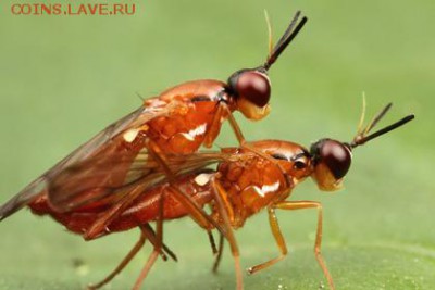 делает - прямо сейчас !!! - круто жарят