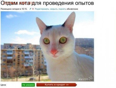 Алания-разные рифы на гурте. (Треп) - image