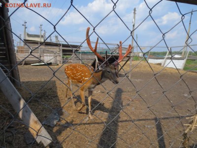 делает - прямо сейчас !!! - IMG_2886.JPG