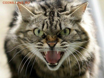 Кое-что о Крокодилах - cat