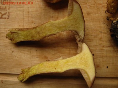 Любители "тихой охоты" есть? Все сюда :) - IMG_4568