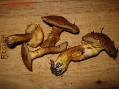 Любители "тихой охоты" есть? Все сюда :) - IMG_4566
