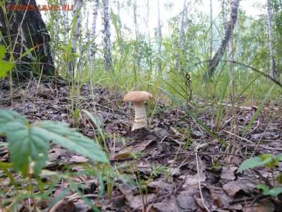 Любители "тихой охоты" есть? Все сюда :) - P1020841.JPG