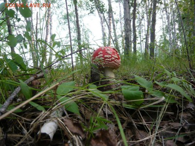 Любители "тихой охоты" есть? Все сюда :) - P1020843.JPG