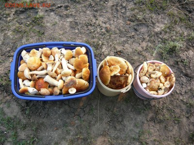 Любители "тихой охоты" есть? Все сюда :) - P1020846.JPG